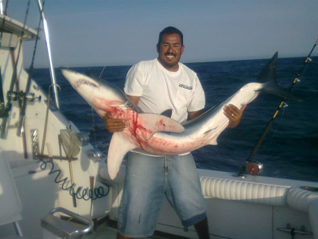 Pesca de tiburones